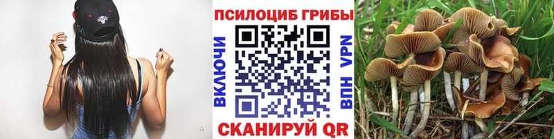 наркошоп  Новая Ладога  кракен tor  Псилоцибиновые грибы Magic Shrooms 